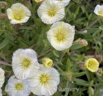 Arenaria montana 'Winter Lemon' - Image 2