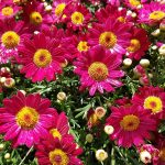 Argyranthemum frutescens 'Madera Red'