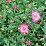 Argyranthemum frutescens 'Summer Blush Pink'