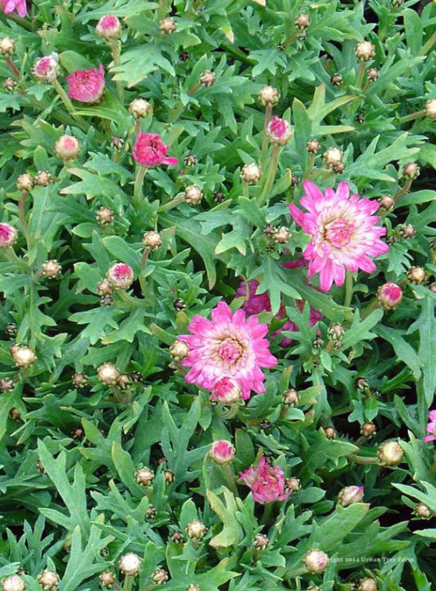 Argyranthemum-frutescens-Summer-Blush-Pink-a Argyranthemum frutescens 'Summer Blush Pink' - Image 1
