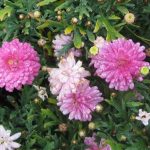Argyranthemum frutescens 'Summersong Rose'
