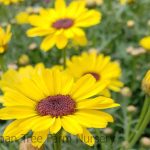 Argyranthemum frutescens 'Grandaisy Yellow'