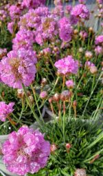 Armeria alliacea