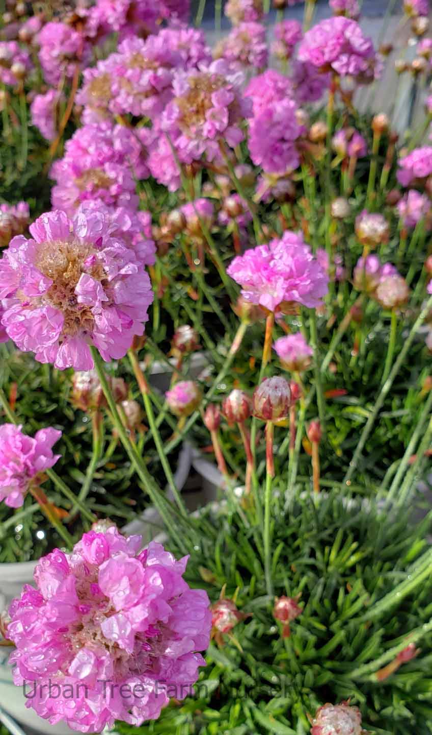 Armeria-alliacea-a Armeria alliacea - Image 1