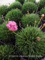 Armeria alliacea - Image 2