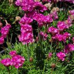 Armeria maritima 'Bloodstone'