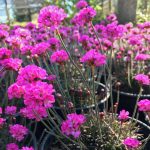 Armeria maritima 'Rubrifolia'