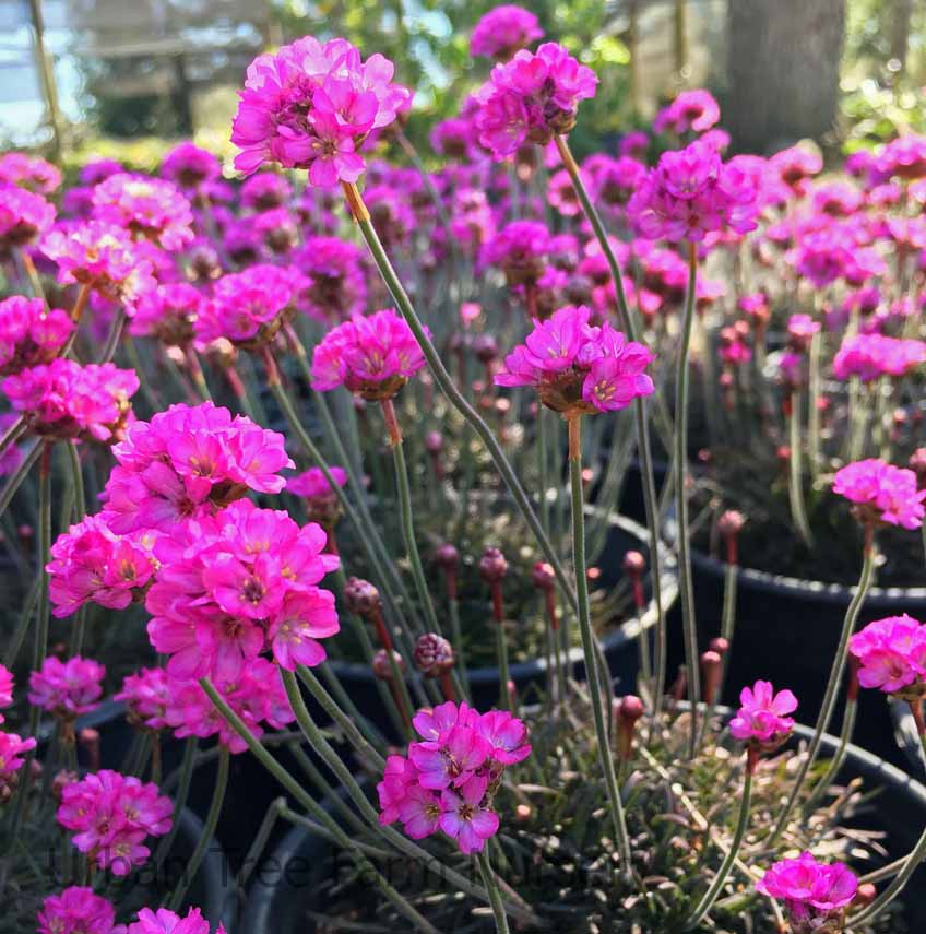Armeria-maritima-Rubrifolia-a Armeria maritima 'Rubrifolia' - Image 1