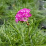 Armeria maritima