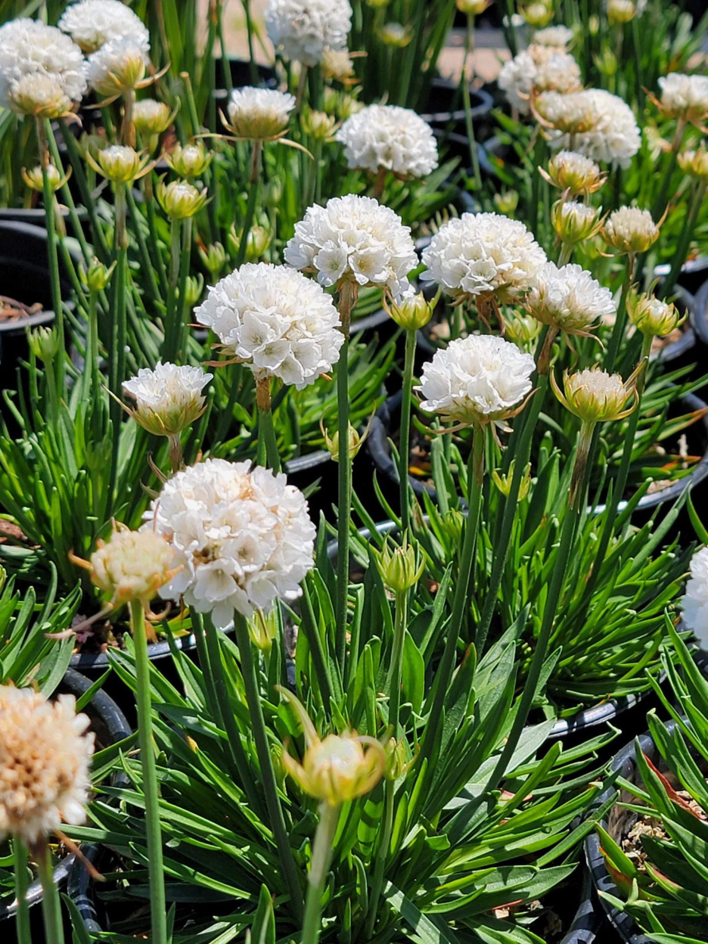 Armeria-pseudarmeria-Dreameria-Dream-Cloud-a Armeria pseudarmeria 'Dreameria Dream Clouds' - Image 1