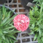 Armeria pseudarmeria 'Dreameria Dreamland'