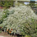 Artemisia 'Powis Castle'