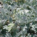 Artemisia stelleriana 'Silver Brocade'
