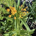 Asclepias curassavica 'Gold'