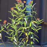 Asclepias curassavica 'Silky Red'