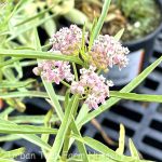 Asclepias fascicularis