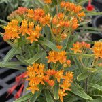 Asclepias tuberosa
