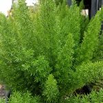 Asparagus densiflorus 'Myers'