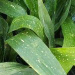 Aspidistra elatior 'Milky Way'
