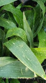 Aspidistra elatior 'Milky Way'
