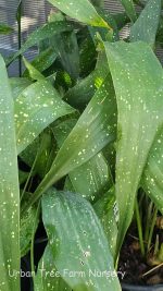 Aspidistra elatior 'Milky Way' - Image 2