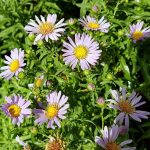 Aster chilensis 'Purple Haze'