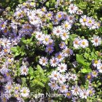Aster novi-belgii 'Professor Anton Kippenberg'