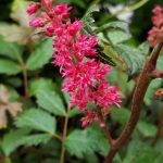 Astilbe arendsii 'Fanal'