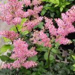 Astilbe arendsii 'Rhineland'