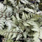 Athyrium nipponicum 'Pearly White'