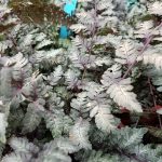 Athyrium nipponicum 'Pictum'
