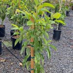 Avocado 'Mexicola Grande'