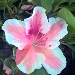 Azalea 'Charles Encke'