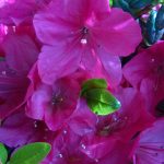 Azalea 'Cherry Drops'
