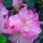 Azalea 'Constance'