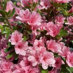 Azalea 'Coral Bells'