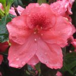 Azalea 'Dorothy Gish'