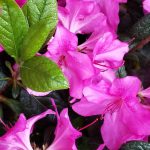 Azalea, Encore 'Autumn Amethyst'