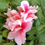 Azalea, Encore 'Autumn Belle'