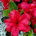 Azalea, Encore 'Autumn Bonfire'