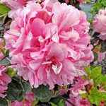 Azalea, Encore 'Autumn Carnation'