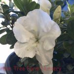 Azalea, Encore 'Autumn Dove'