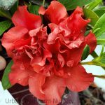 Azalea, Encore 'Autumn Embers'