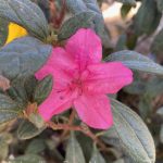 Azalea, Encore 'Autumn Jewel'