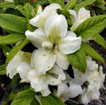 Azalea, Encore 'Autumn Moonlight'