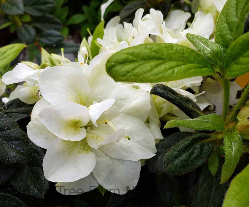 Azalea, Encore 'Autumn Moonlight' | Urban Tree Farm Nursery
