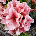 Azalea, Encore 'Autumn Sunburst'