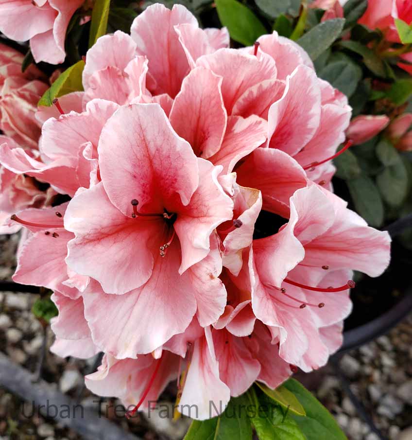 Azalea, Encore 'Autumn Sunburst' | Urban Tree Farm Nursery