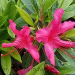 Azalea, Encore 'Autumn Sundance'