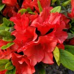 Azalea, Encore 'Autumn Sunset'